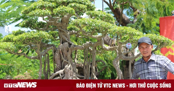 Ngắm những cây bonsai dáng độc, giá tiền tỷ 'hội ngộ' tại Bình Định