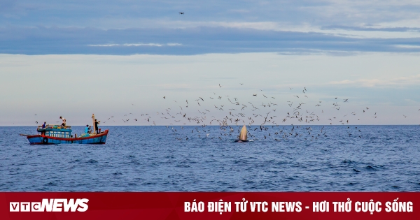 Giám đốc Sở Du lịch: Tour ngắm cá voi sẽ kích cầu du lịch ở Bình Định
