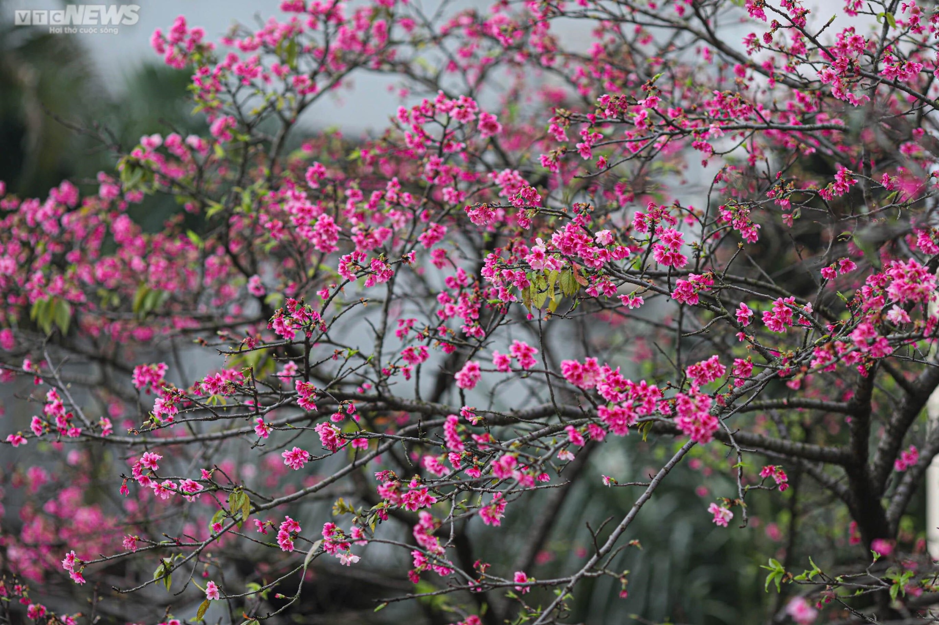 Ngắm hoa anh đào Nhật Bản khoe sắc ở Hà Nội - 10
