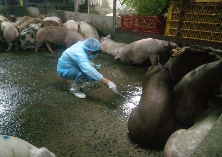 Phát hiện chất cấm trong chăn nuôi, Bộ Nông nghiệp ra công điện khẩn - 1