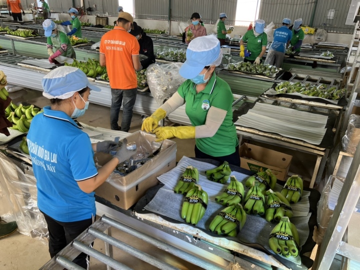 Khát vọng tỷ USD từ trồng chuối, nuôi heo của đại gia Việt - 1