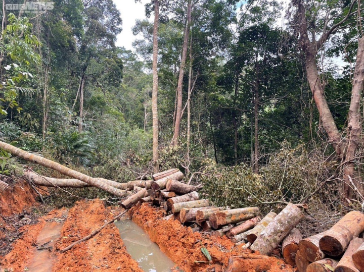 Khánh Hòa: Lâm tặc ngang nhiên mở đường vào phá rừng - 1