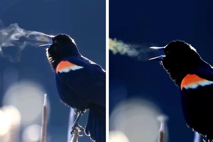 Chim sáo: Kỹ thuật nuôi chim sáo đen, sáo nâu khỏe mạnh nhanh biết nói -  Đời sống 24