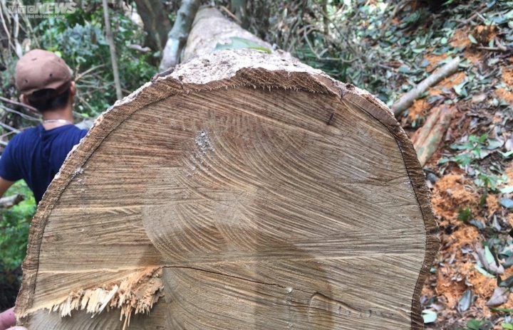 Thừa Thiên - Huế lý giải nguyên nhân khiến rừng tự nhiên giảm hơn 72ha/năm - 1